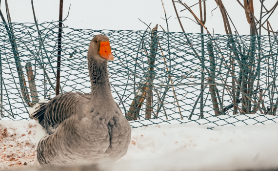 Пётр Полукорм — 29 января: что можно до захода солнца, а что — нельзя. Пересчитать, загадать, убрать Пётр Полукорм — 29 января: что можно до захода солнца, а что — нельзя. Пересчитать, загадать, убрать