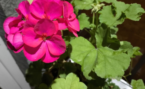 Так герань сигналит о помощи: что скрывается за пожелтевшими листьями — верните ей зеленую листву Так герань сигналит о помощи: что скрывается за пожелтевшими листьями — верните ей зеленую листву